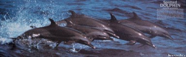 Spotted Dolphin 1999